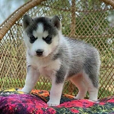 Siberian Husky Puppies// WhatsApp Me +972555077288