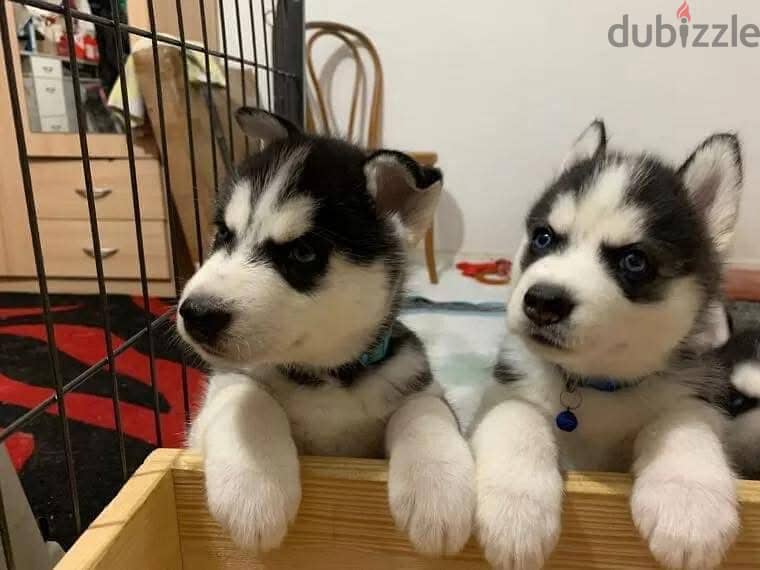 Siberian Husky Puppies// WhatsApp Me +972555077288 1