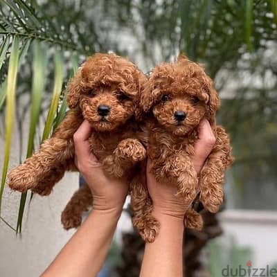 Toy Poodle Puppies Whatsapp me +972553390216