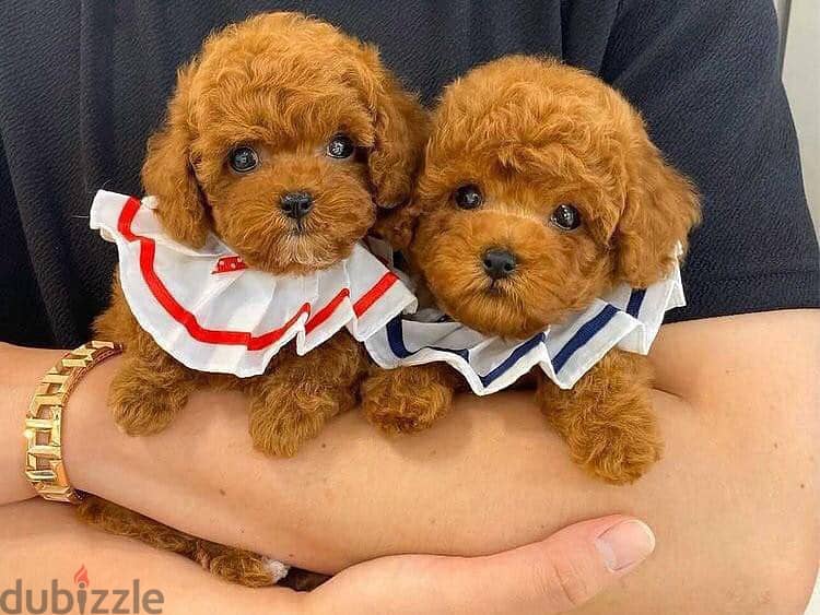 Toy Poodle Puppies// WhatsApp Me +972555077288 1