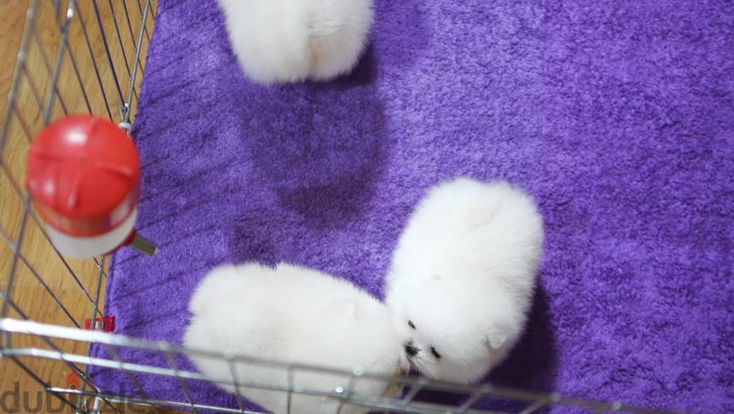 Pomeranian Puppies// WhatsApp Me +972555077288 1