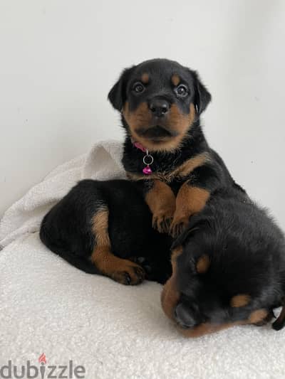 Rottweiler Puppies. Whatsapp me +972553390216.