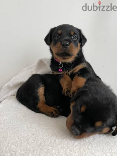 Rottweiler Puppies// WhatsApp Me +972555077288