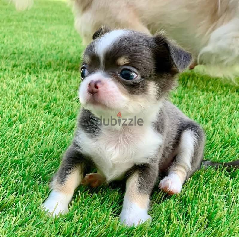 Chihuahua Puppies// WhatsApp Me +972555077288 1