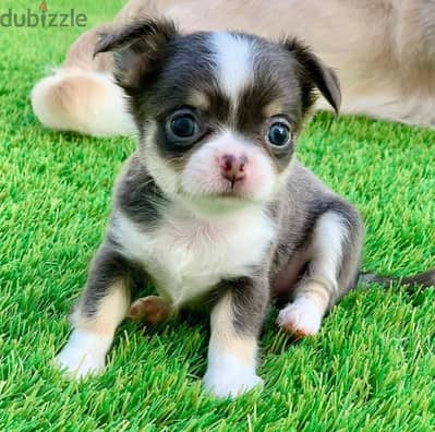 Chihuahua Puppies Whatsapp me +972553390216