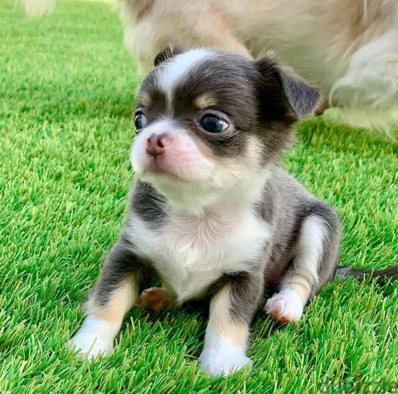 Chihuahua Puppies// WhatsApp Me +972555077288 1