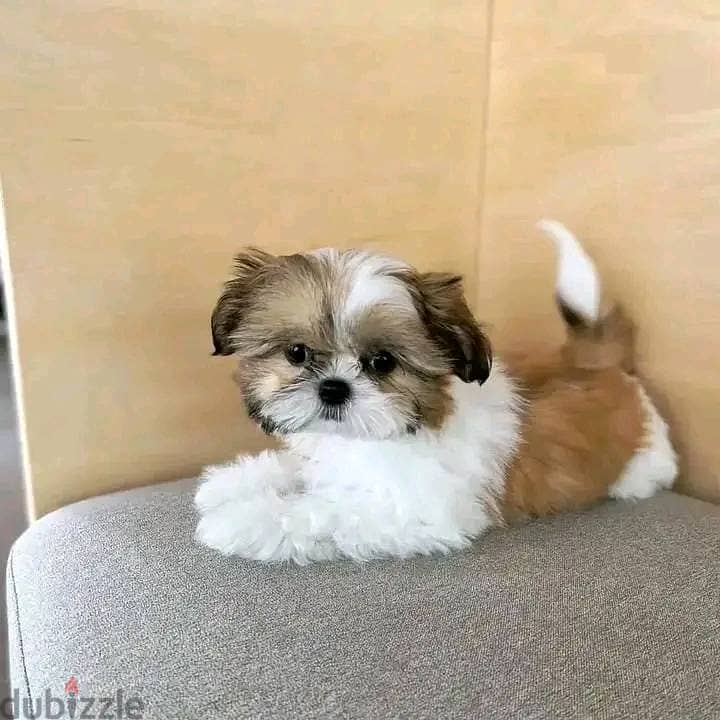 Shih Tzu Puppies// WhatsApp Me +972555077288 1