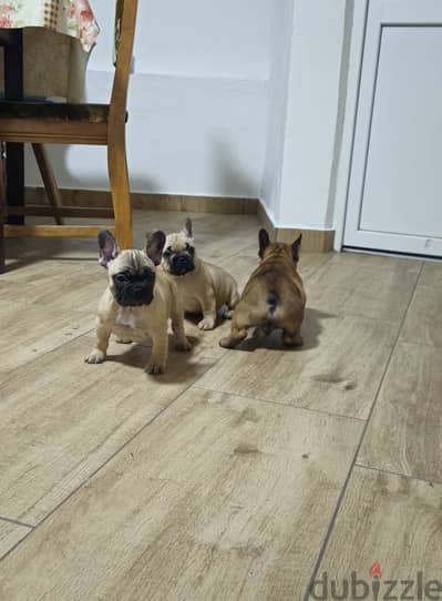 French Bulldog Puppies// WhatsApp Me +972555077288