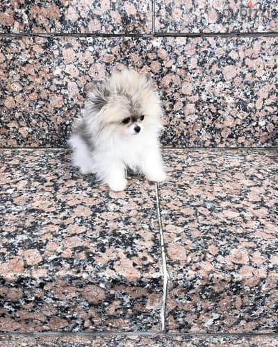 WhatsApp +4917629216066 pomeranian puppies available