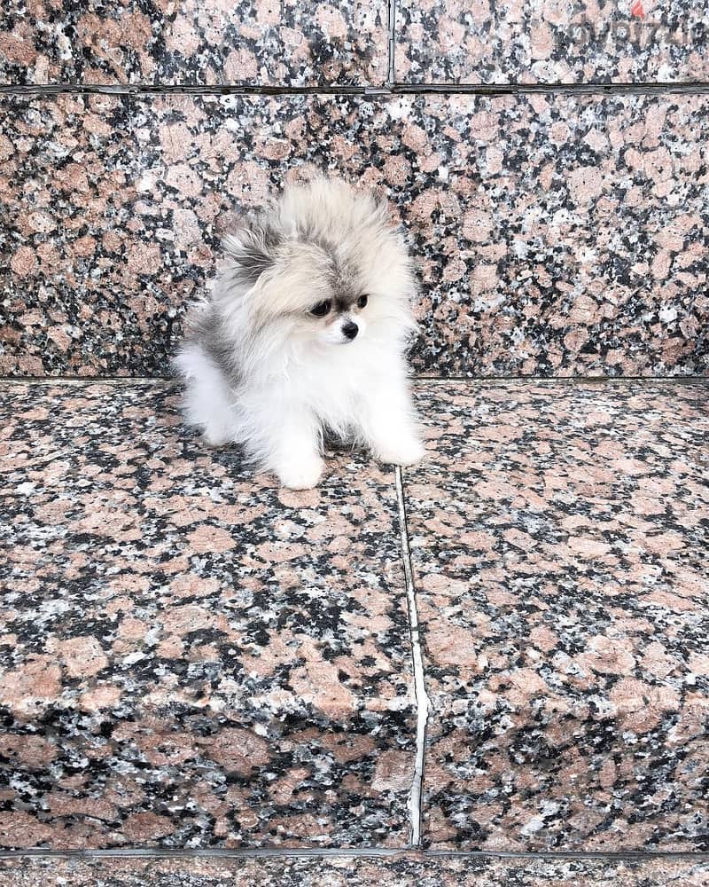 WhatsApp +4917629216066 pomeranian puppies available 0