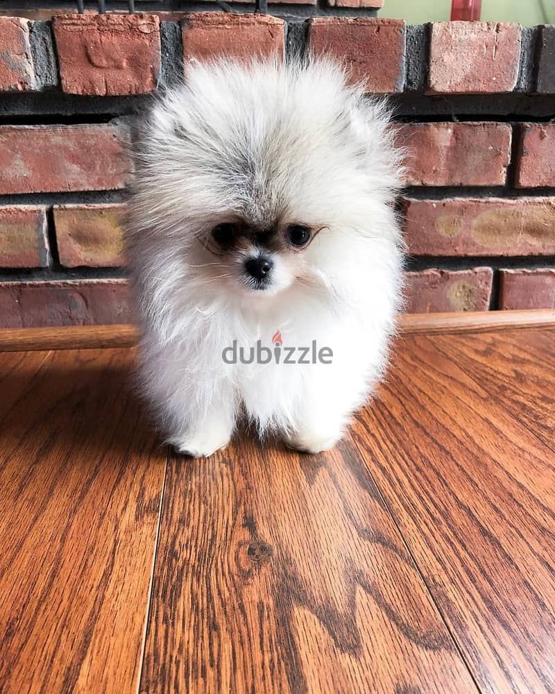 WhatsApp +4917629216066 pomeranian puppies available 1