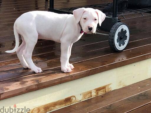 Whatsapp Me +966588993320 Dogo Argentino Puppies 1