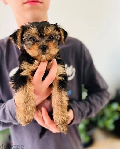 Whatsapp Me +972555074990 Yorkshire Terrier 1