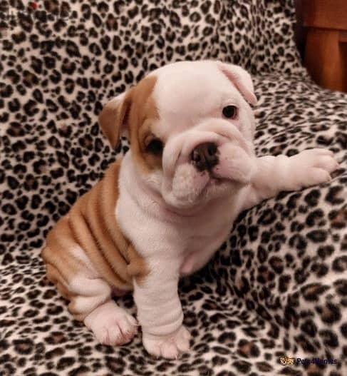 Whatsapp Me +966583921348 English Bulldog Puppies 0