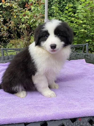 Whatsapp Me +972555074990 Border Collie Puppies