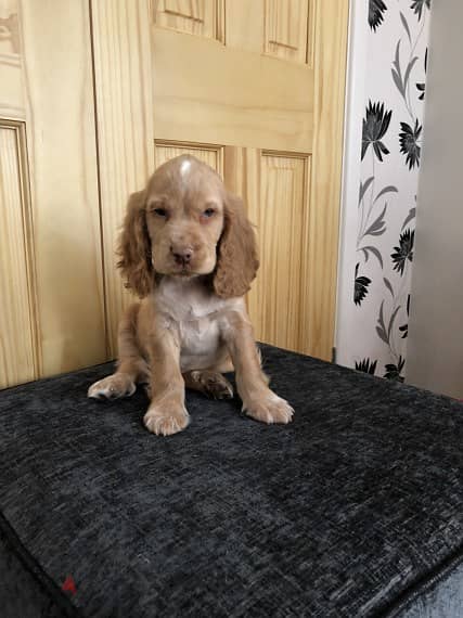 Whatsapp Me +966588993320 Cocker Spaniel Puppies 1