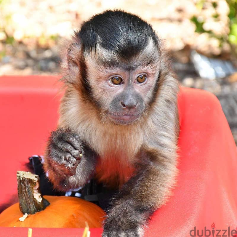 Whatsapp Me +972555074990 Capuchin Monkey 1