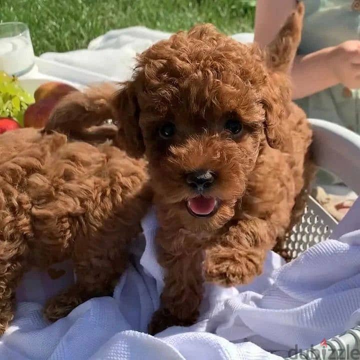 Whatsapp Me +972555074990 Toy Poodle Puppies 1