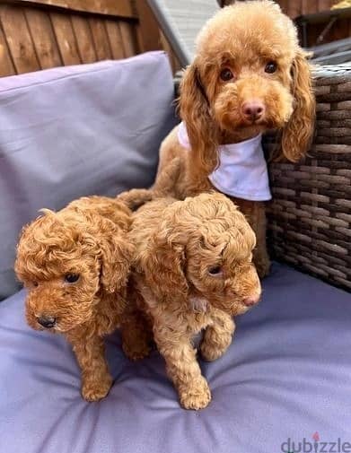 Whatsapp Me +972555074990 Toy Poodle Puppies