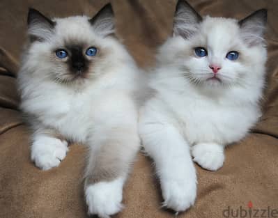 Whatsapp Me +966588993320 Ragdoll Cats