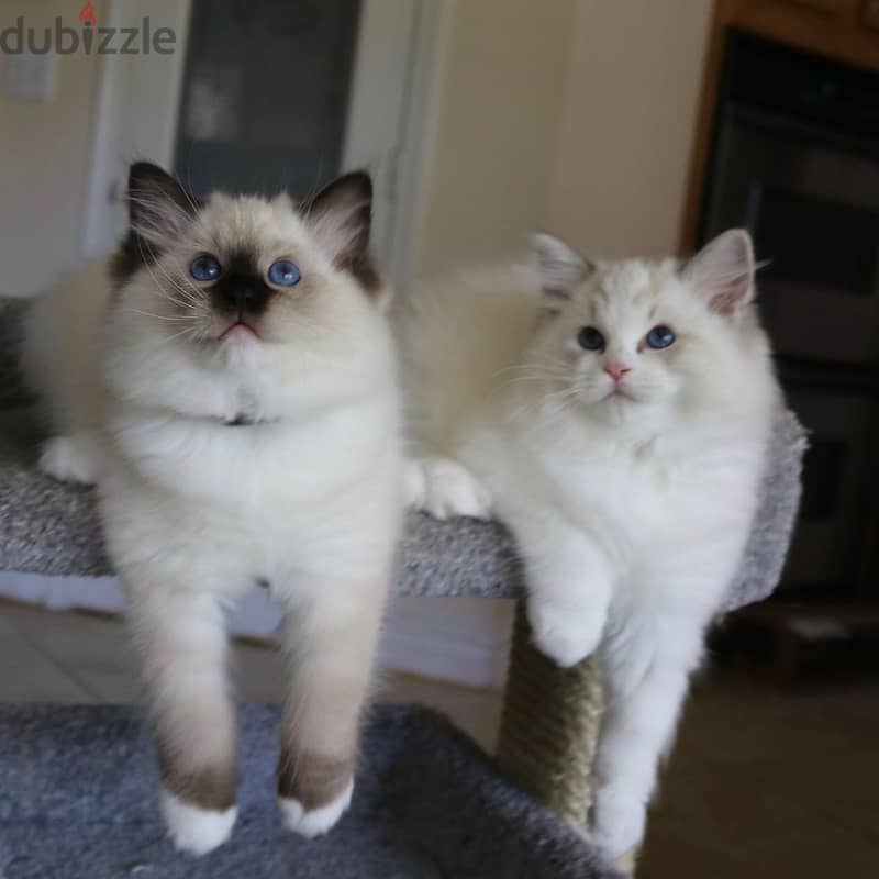 Whatsapp Me +966588993320 Ragdoll Cats 1