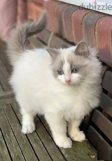 Whatsapp Me +966588993320 Ragdoll Cats 1