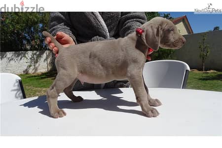 Whatsapp Me +966583921348 Weimaraner Puppies