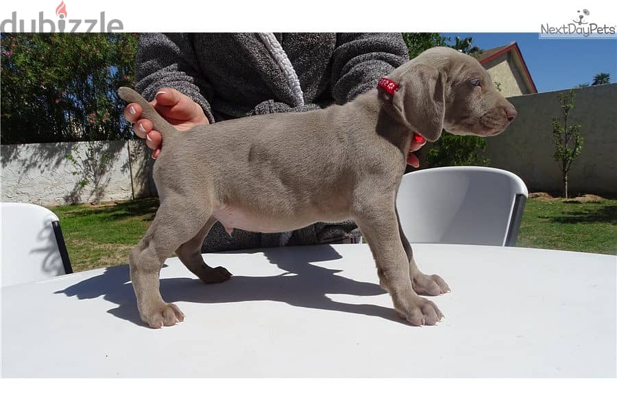 Whatsapp Me +966583921348 Weimaraner Puppies 0