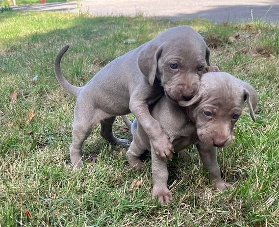 Whatsapp Me +966583921348 Weimaraner Puppies 1