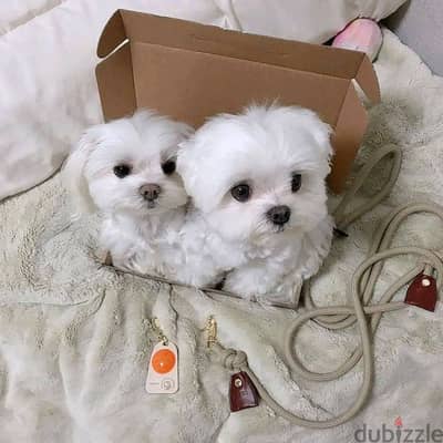 Maltese Puppies Whatsapp me +972553390216