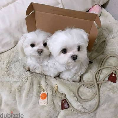 Whatsapp me +972553390216. Maltese Puppies