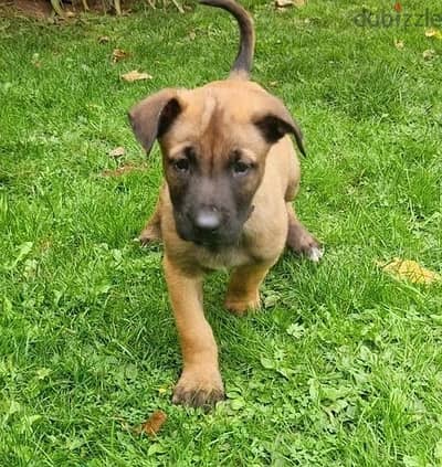 Whatsapp Me +966583921348 Belgian Malinois Puppies