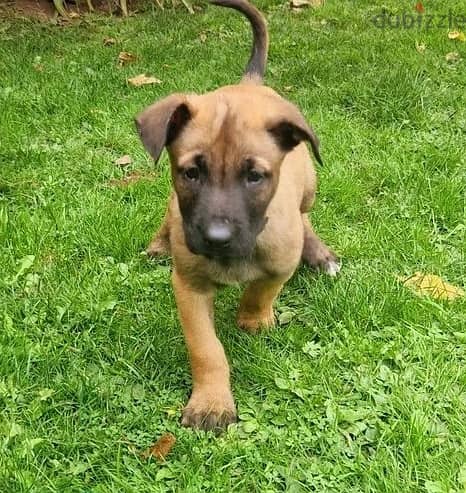 Whatsapp Me +966583921348 Belgian Malinois Puppies 0