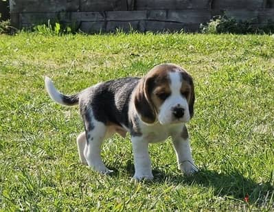 Whatsapp Me +966583921348 Beagle Puppies