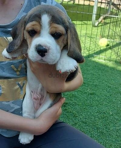 Whatsapp Me +966583921348 Beagle Puppies 1