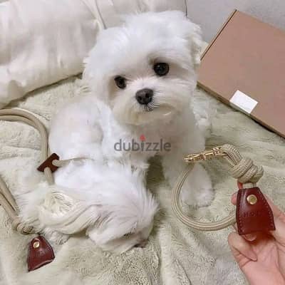 Whatsapp me +972553390216. Maltese Puppies