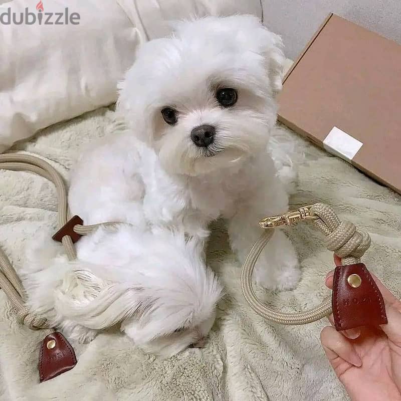 Maltese Puppies Whatsapp me +972553390216 0