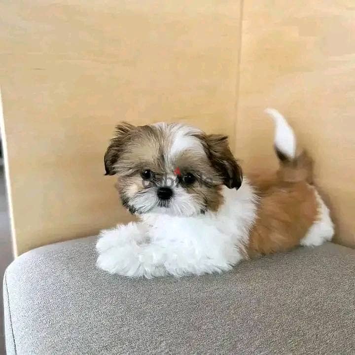 Shih Tzu Puppies// WhatsApp Me +972555077288 1