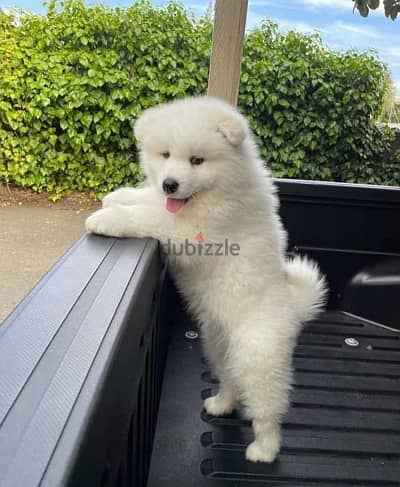 Whatsapp Me +972555074990 Samoyed Puppies