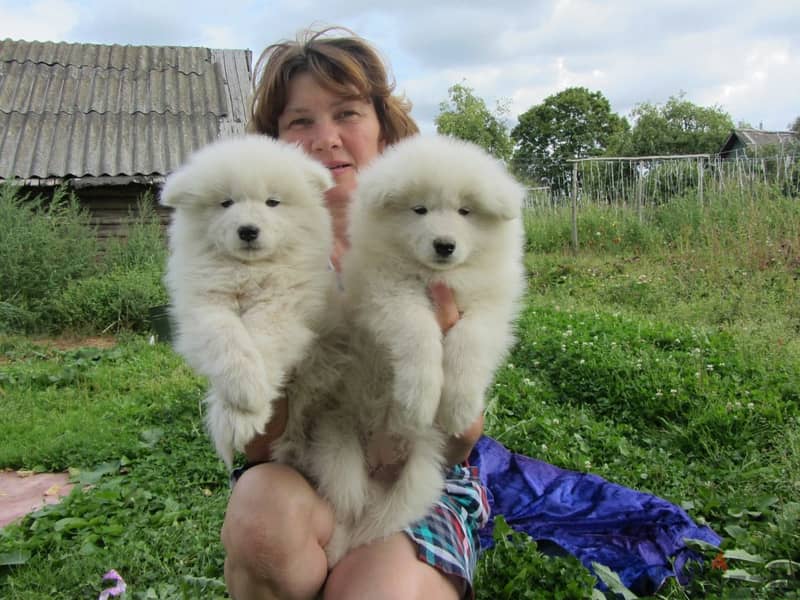 Whatsapp Me +972555074990 Samoyed Puppies 1