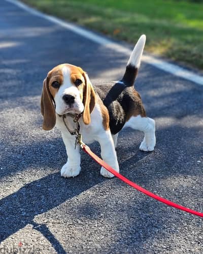 Beagle Puppies// WhatsApp +971502618837