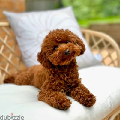 Poodle Puppies// Whatsapp +971552543679