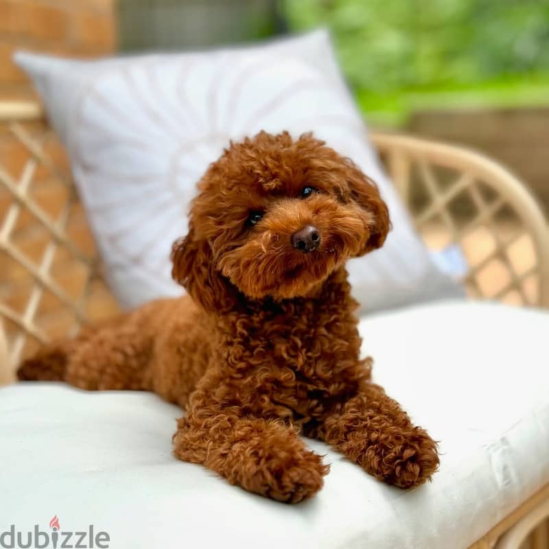 Poodle Puppies// Whatsapp +971552543679 0