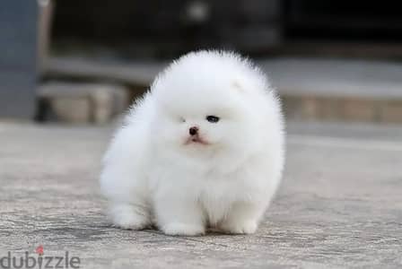 Pomeranian// Whatsapp +97455937699