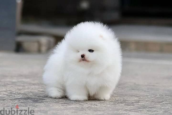 Pomeranian// Whatsapp +97455937699 0