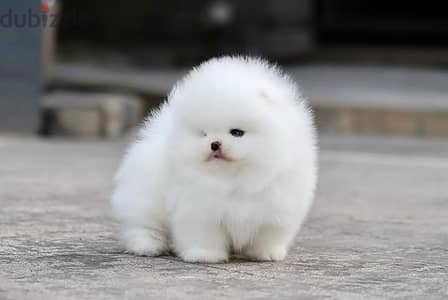 Pomeranian// Whatsapp +97455937699