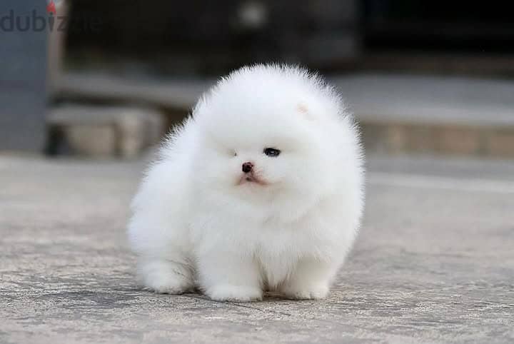 Pomeranian// Whatsapp +97455937699 0