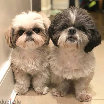 Shih Tzu// WhatsApp +97455792932