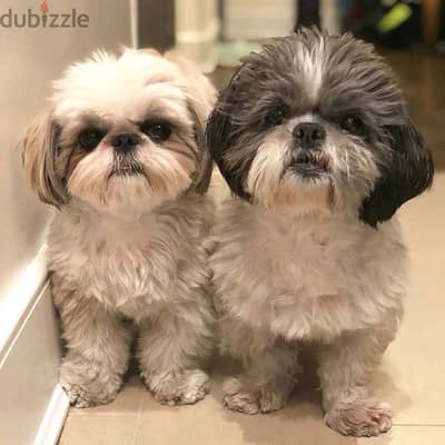 Shih Tzu// WhatsApp +97455792932