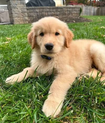 Golden Retriever Puppies// WhatsApp Me +972555077288